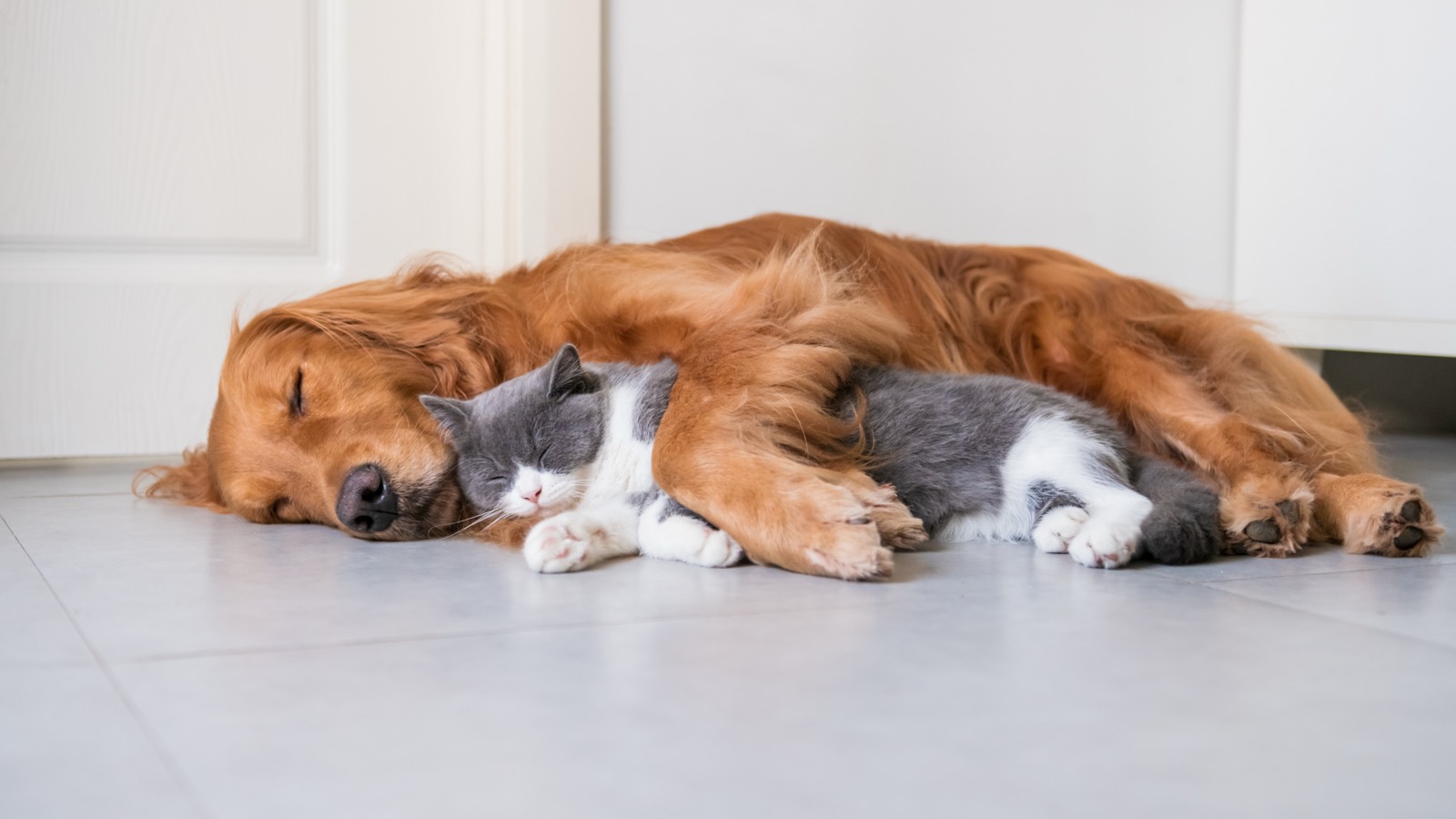 A cat and a golden retriever napping side by side