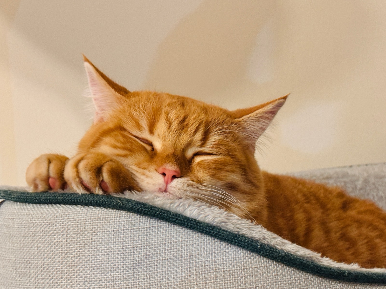 A ginger cat asleep on a soft bed
