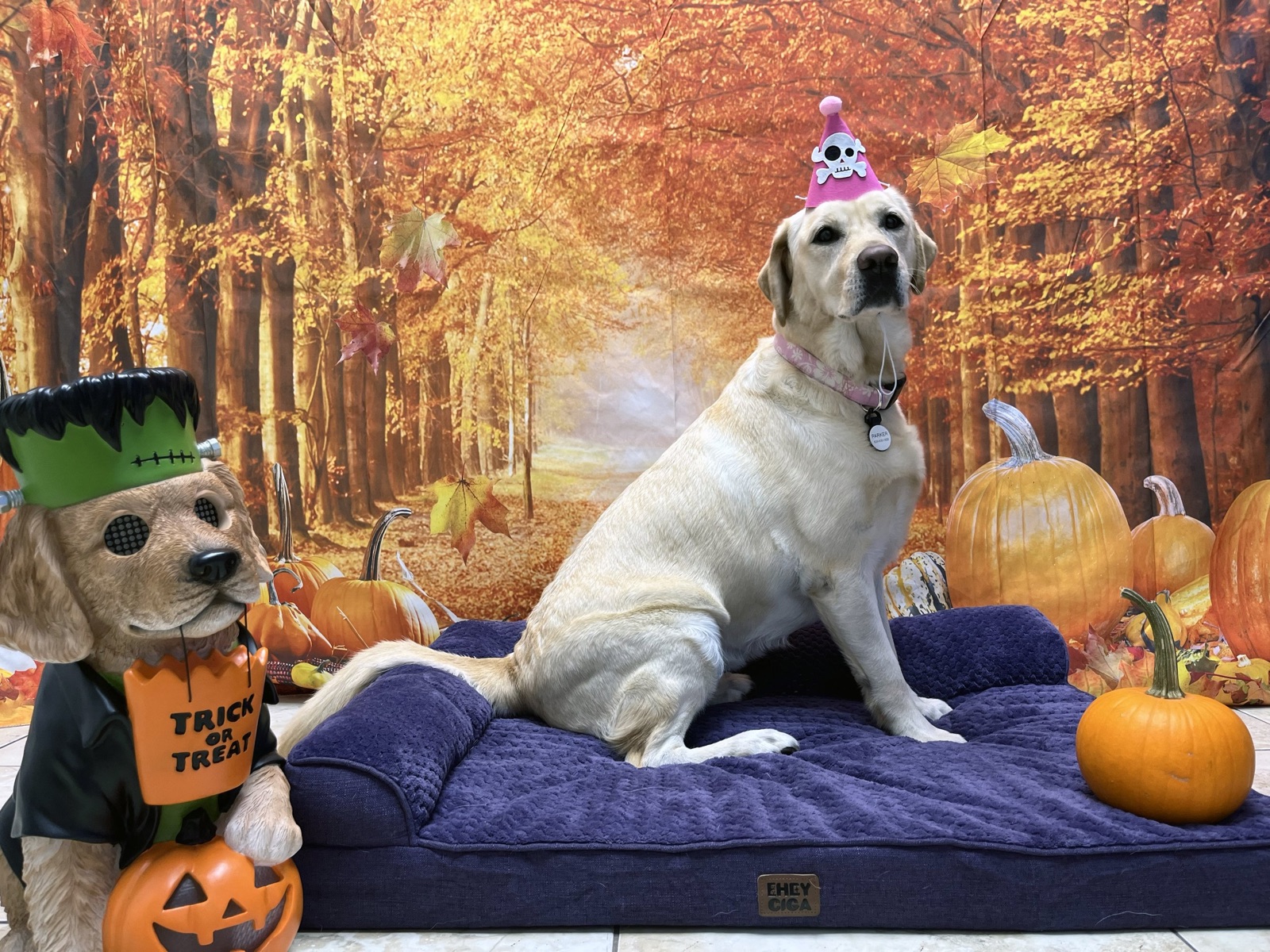 A yellow lab in a party hat on a Parkwood bed in front of the fall photo booth with pumpkins and autumn trees