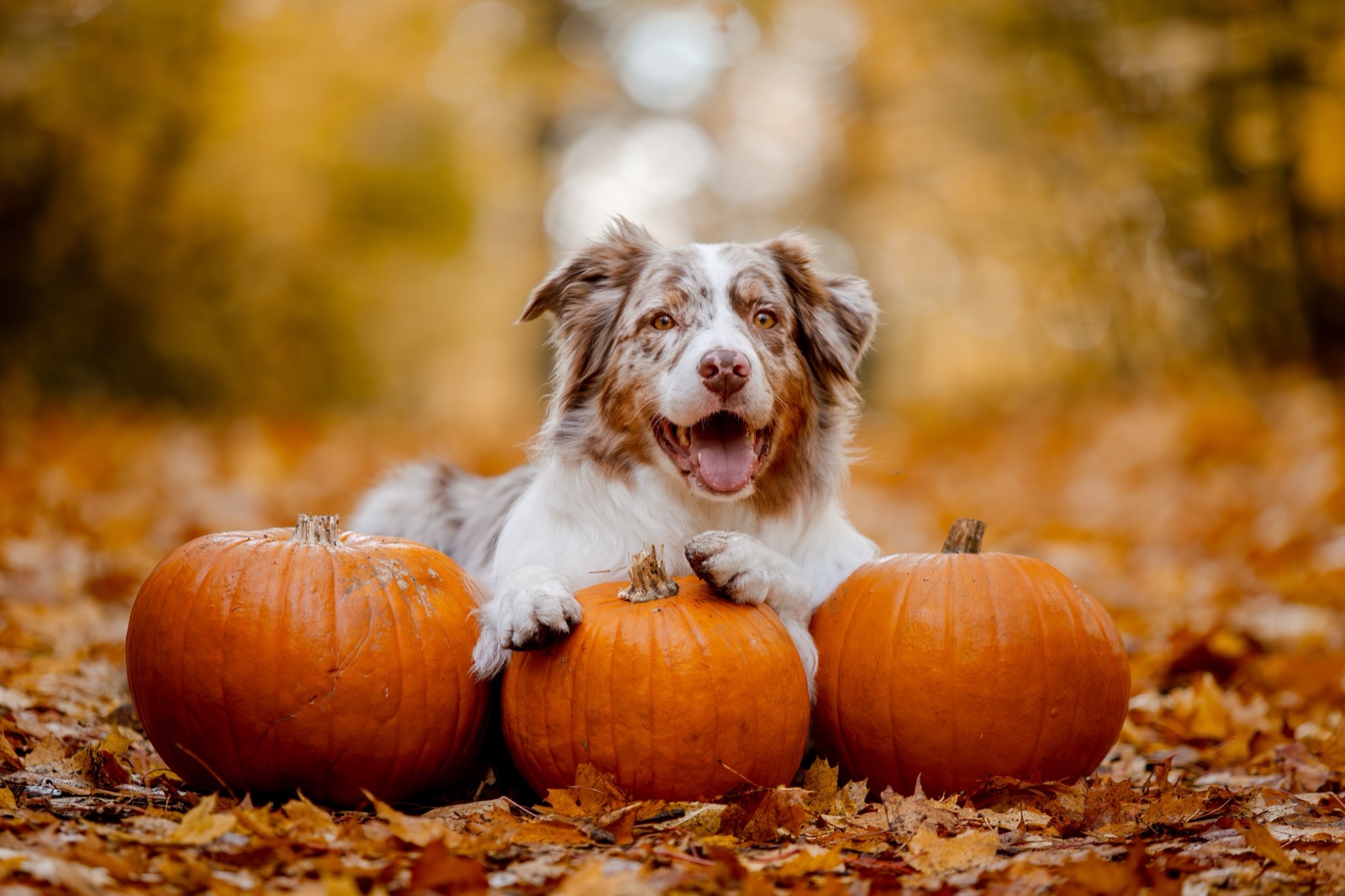An Australian shepherd resting its paws on three pumpkins in a carpet of autumn leaves
