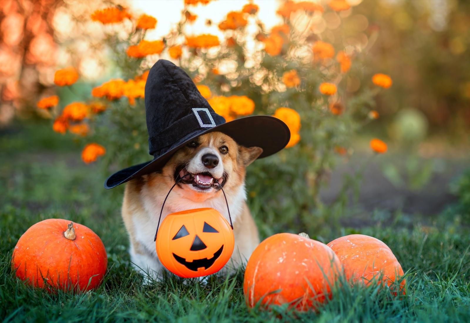 Happy dogs at Parkwood Pet Resort Pikesville