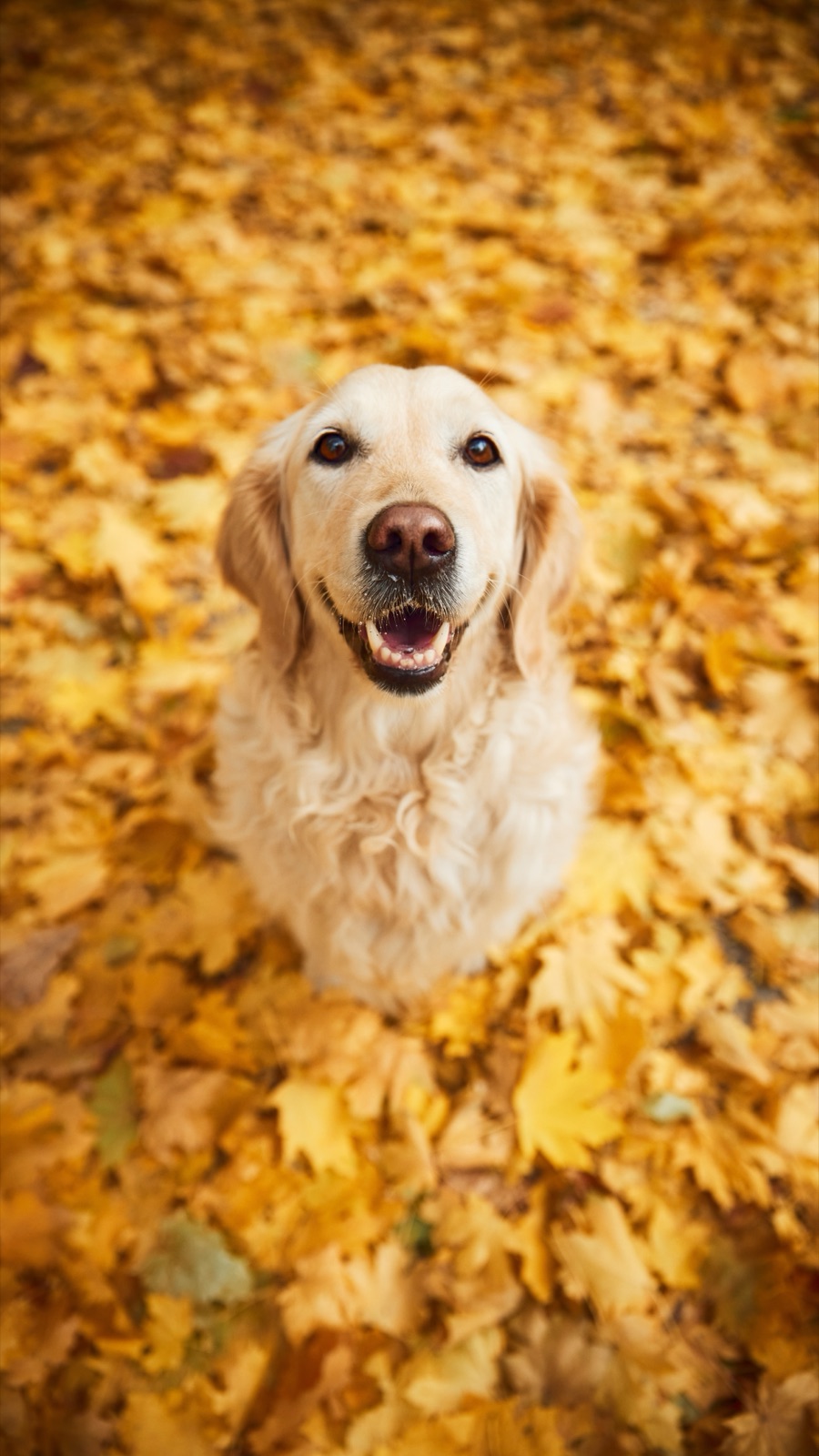 A golden retriever smiling from a bed of yellow leaves