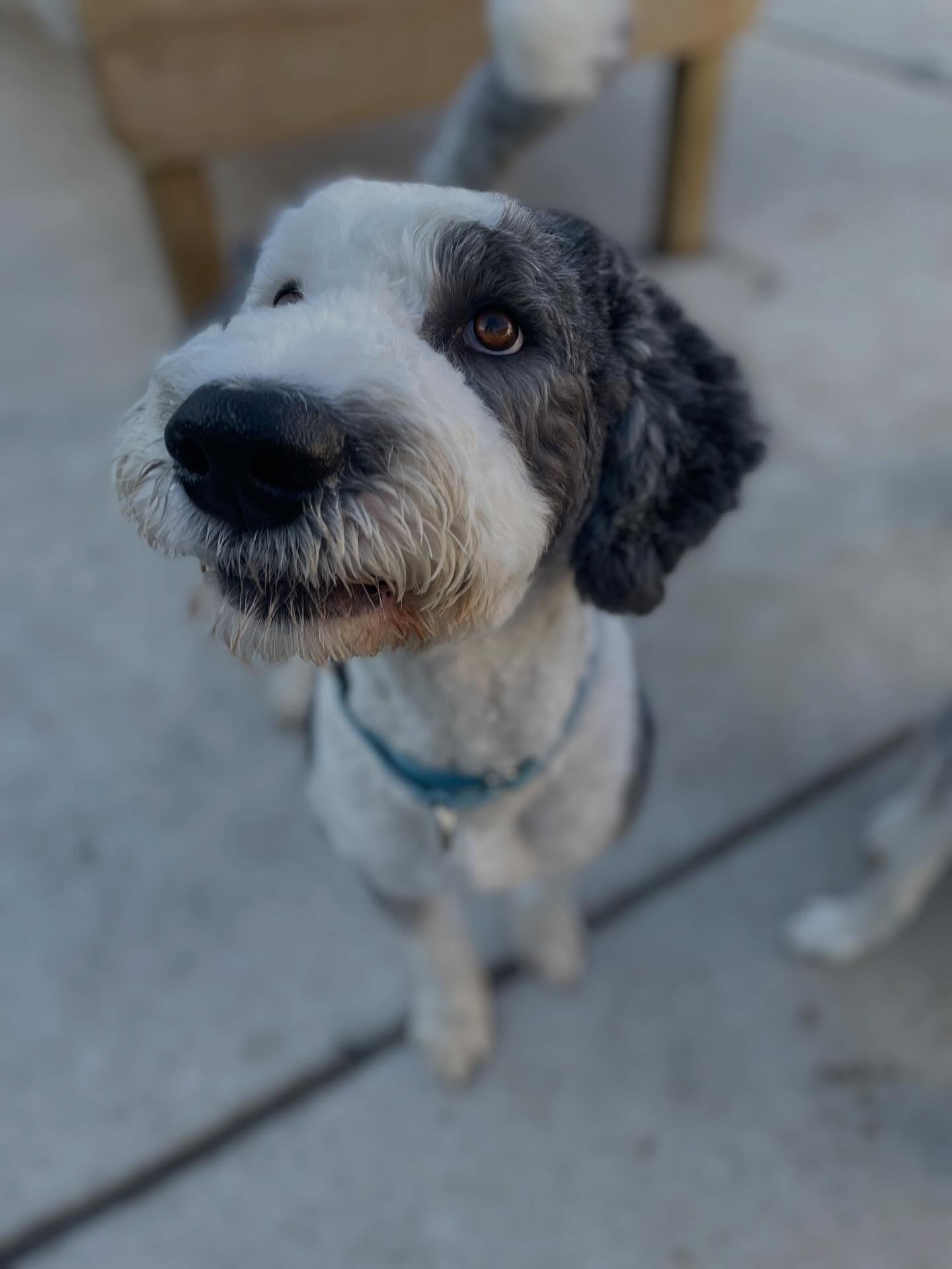 A freshly groomed dog looking up at the Parkwood team