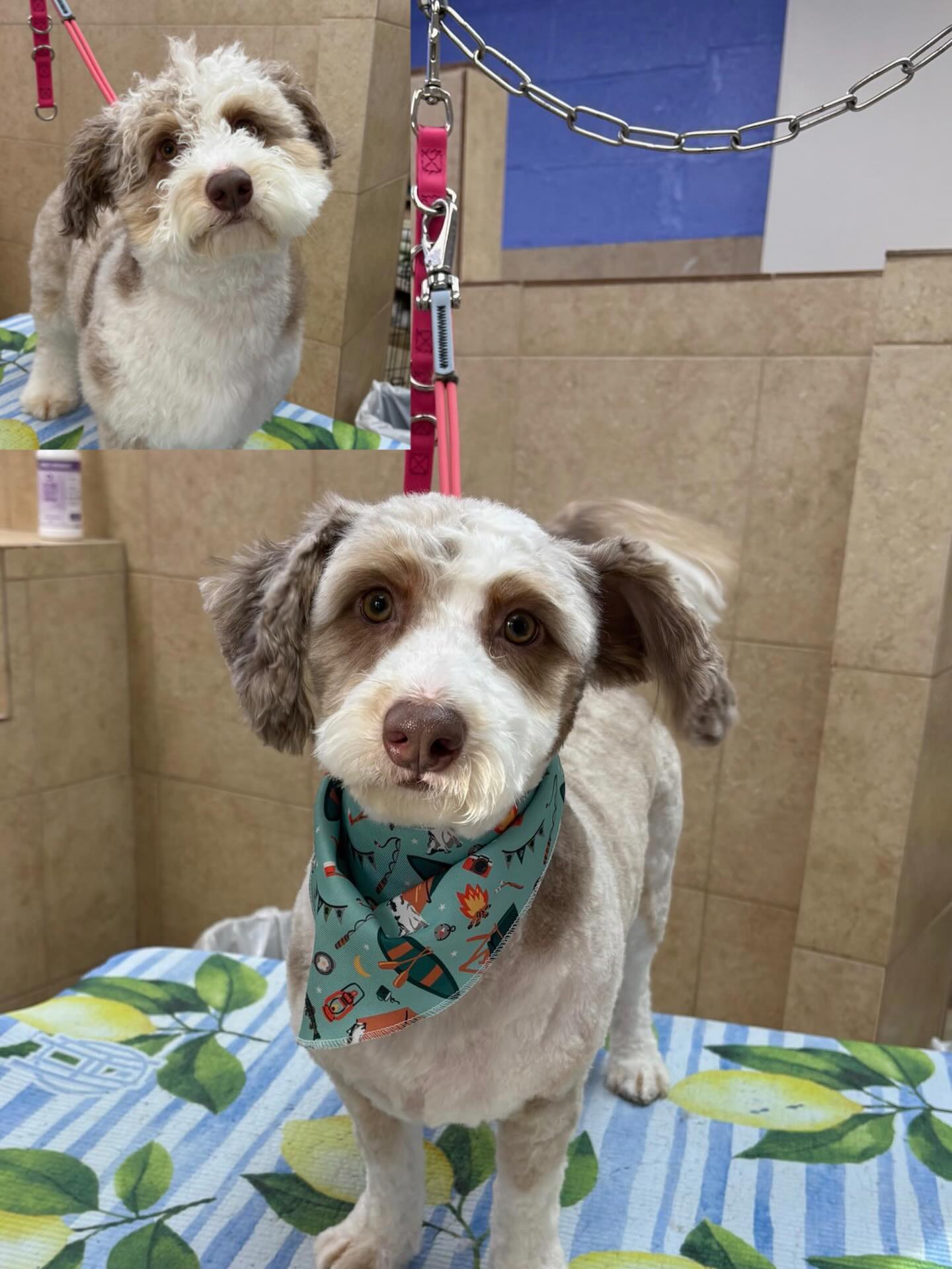 A Parkwood grooming guest before and after their appointment