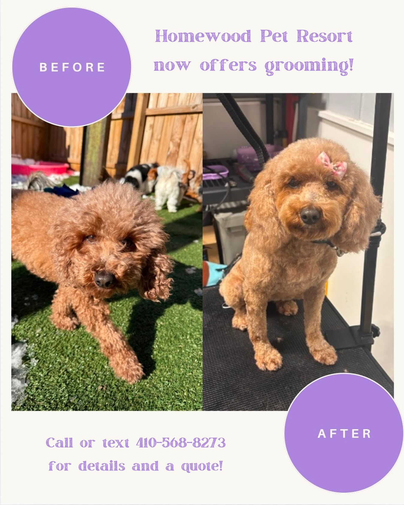 A Homewood Pet Resort grooming before-and-after from Parkwood West’s original era