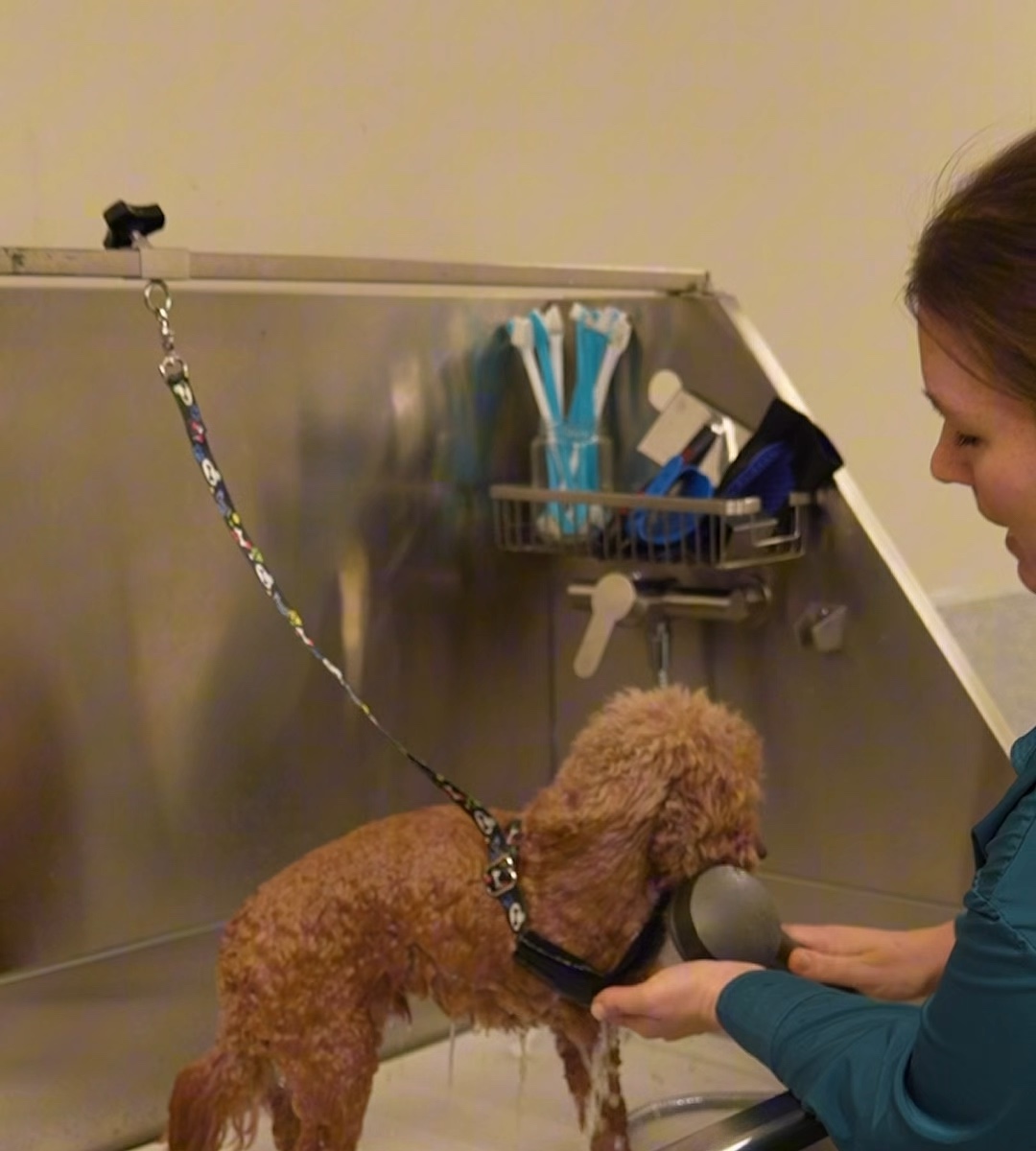 A Parkwood groomer bathing a dog