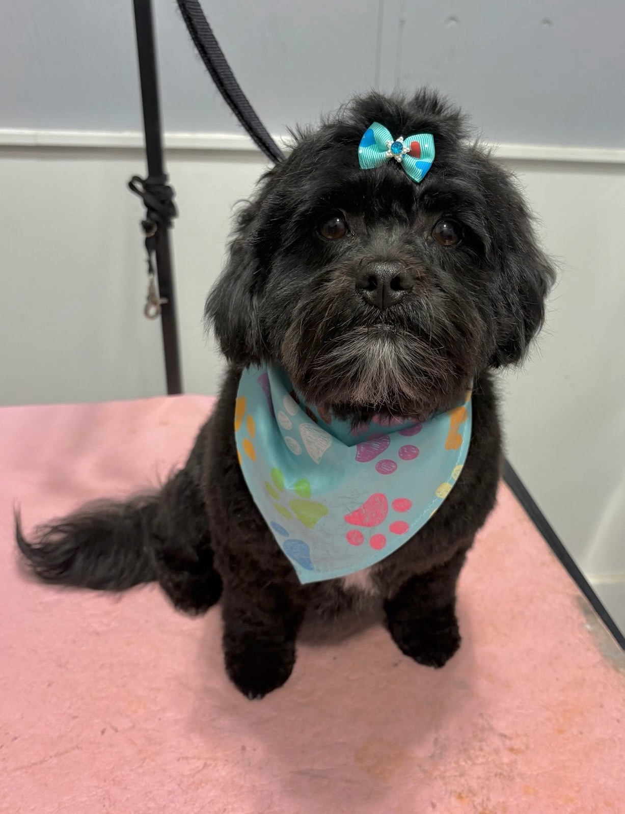 A freshly groomed Parkwood West guest wearing a blue bow