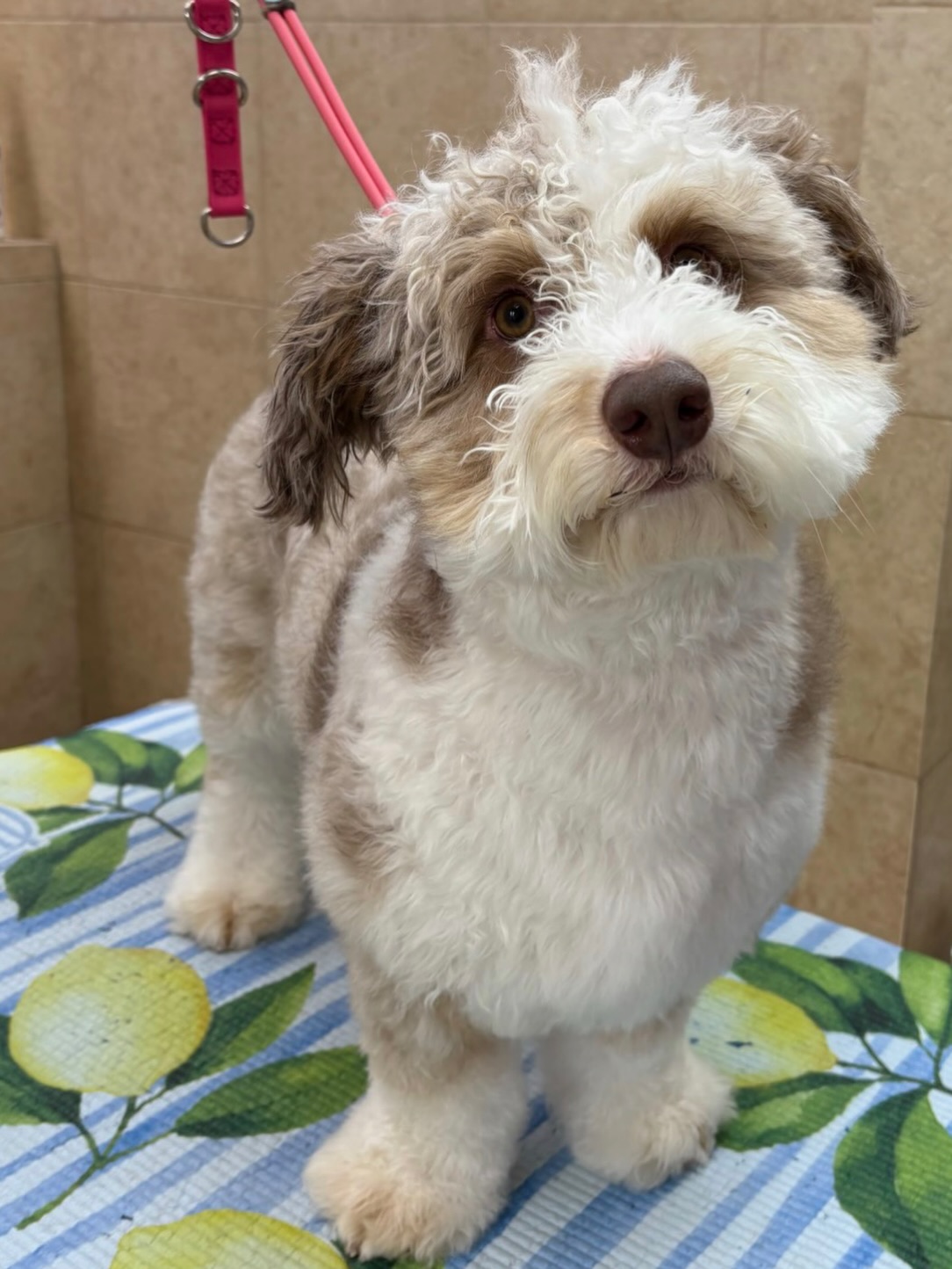 A freshly groomed Parkwood West guest posing on the grooming table
