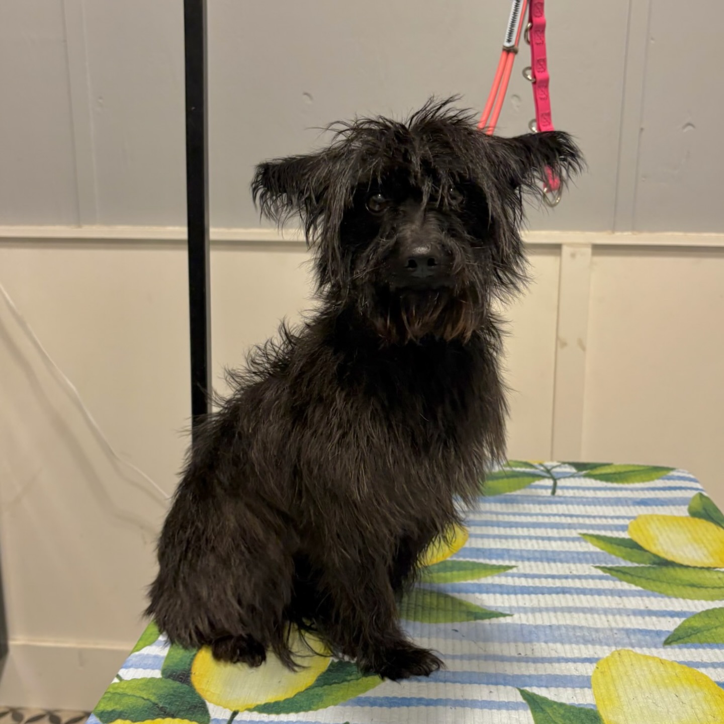 A Parkwood West grooming guest ready for their fresh cut
