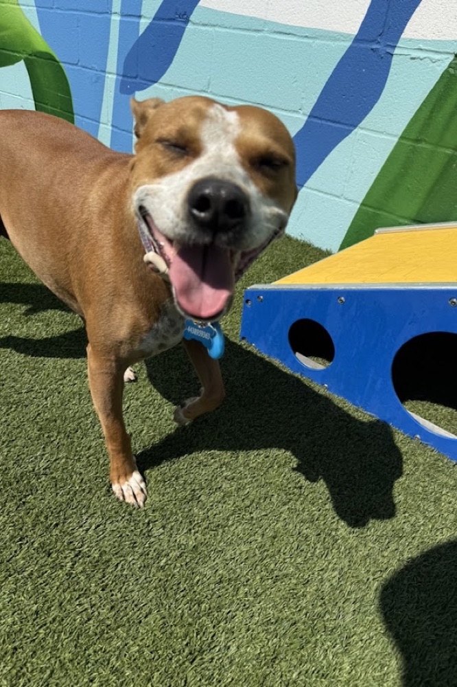 Peanut at Parkwood Locust Point