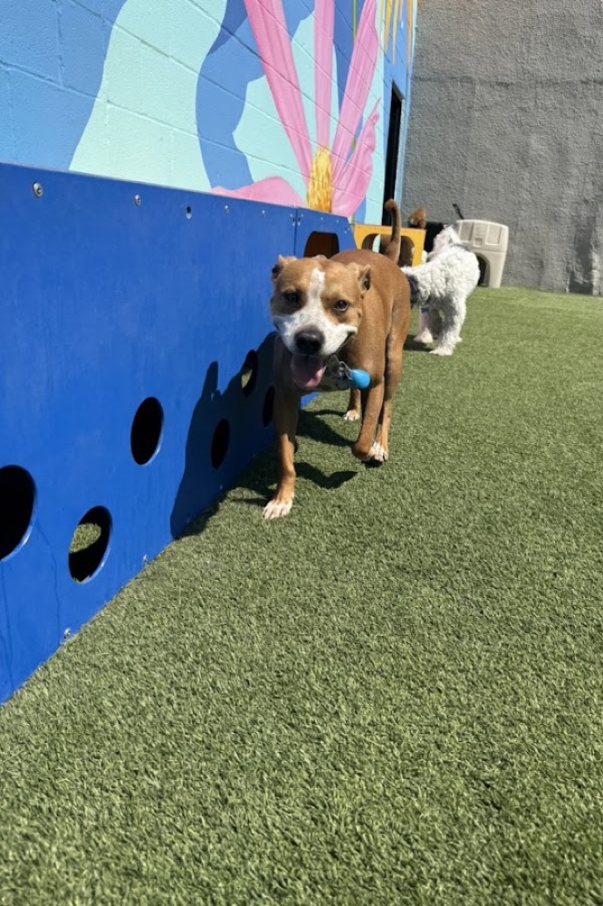 Peanut by the mural at Parkwood Locust Point