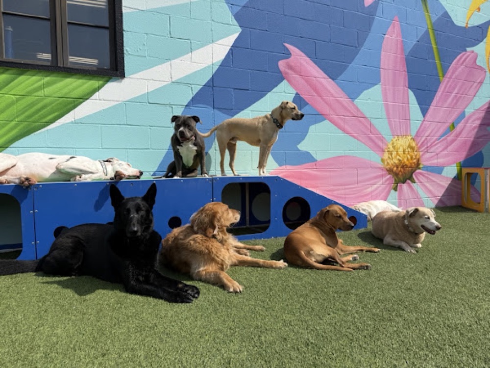 Bucky with friends at Parkwood Locust Point