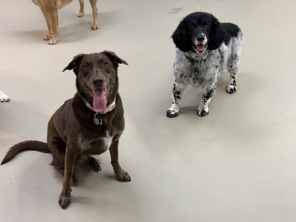 Christian's dog with friends at Parkwood Pikesville