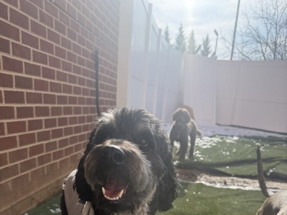 Maria's doodle at Parkwood Pikesville