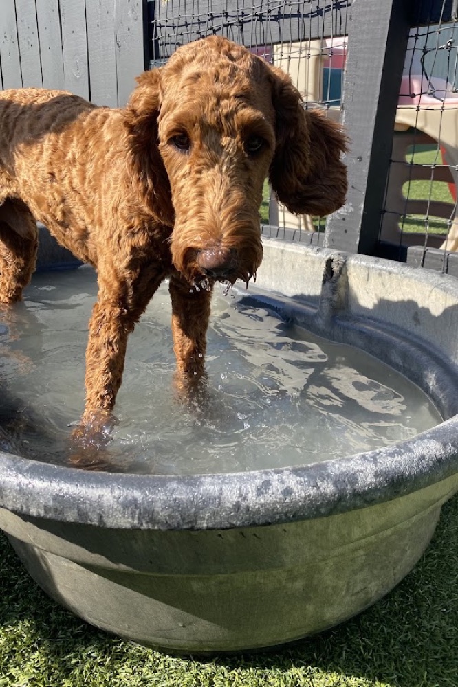 Katherine's pup at Parkwood West