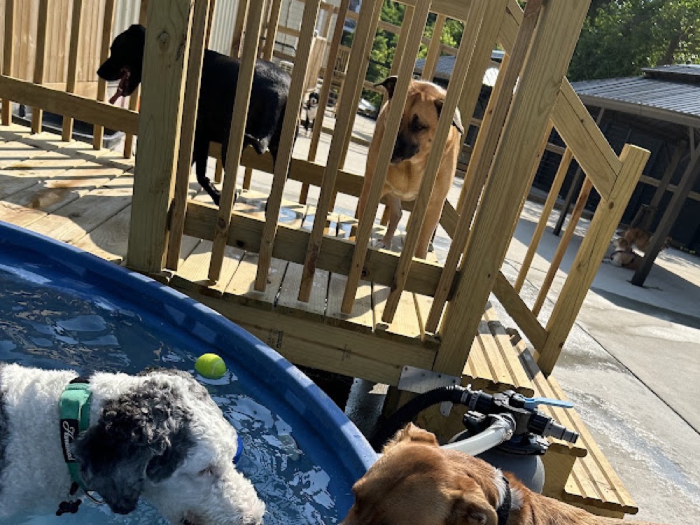 Lidia's dog with friends at Parkwood West