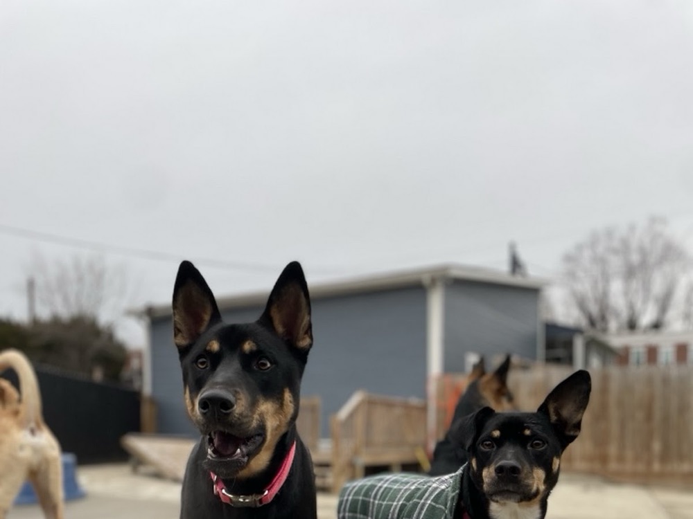 Maya's pup at Parkwood West