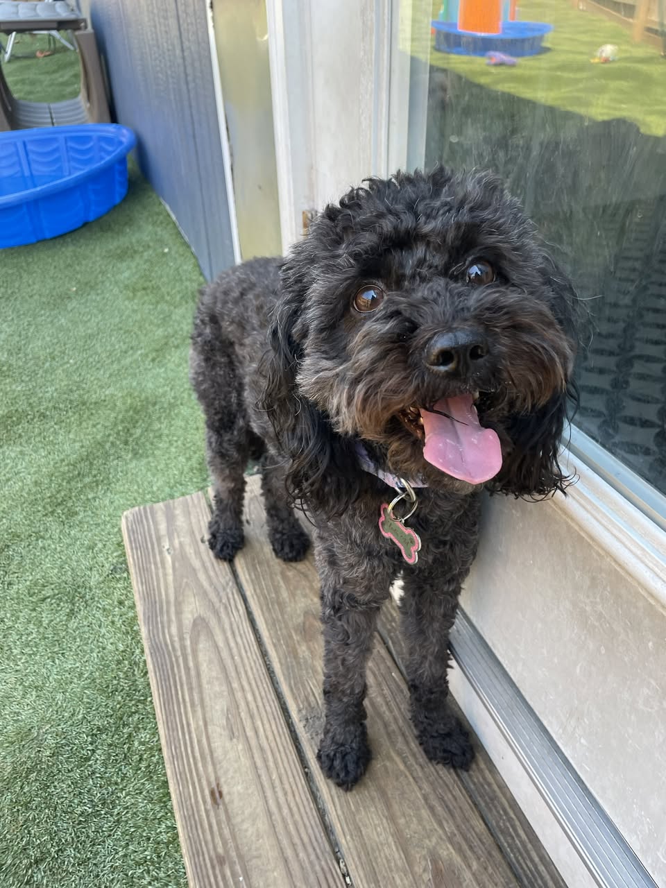 A curly-coated dog taking a break at Parkwood Locust Point
