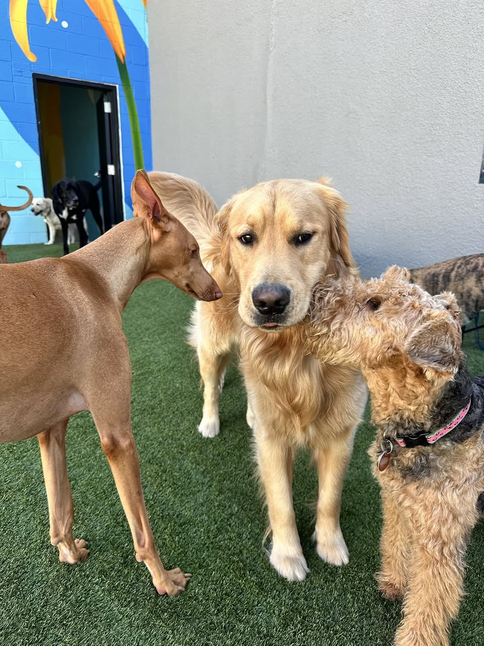 Dog friends together in the Locust Point play yard