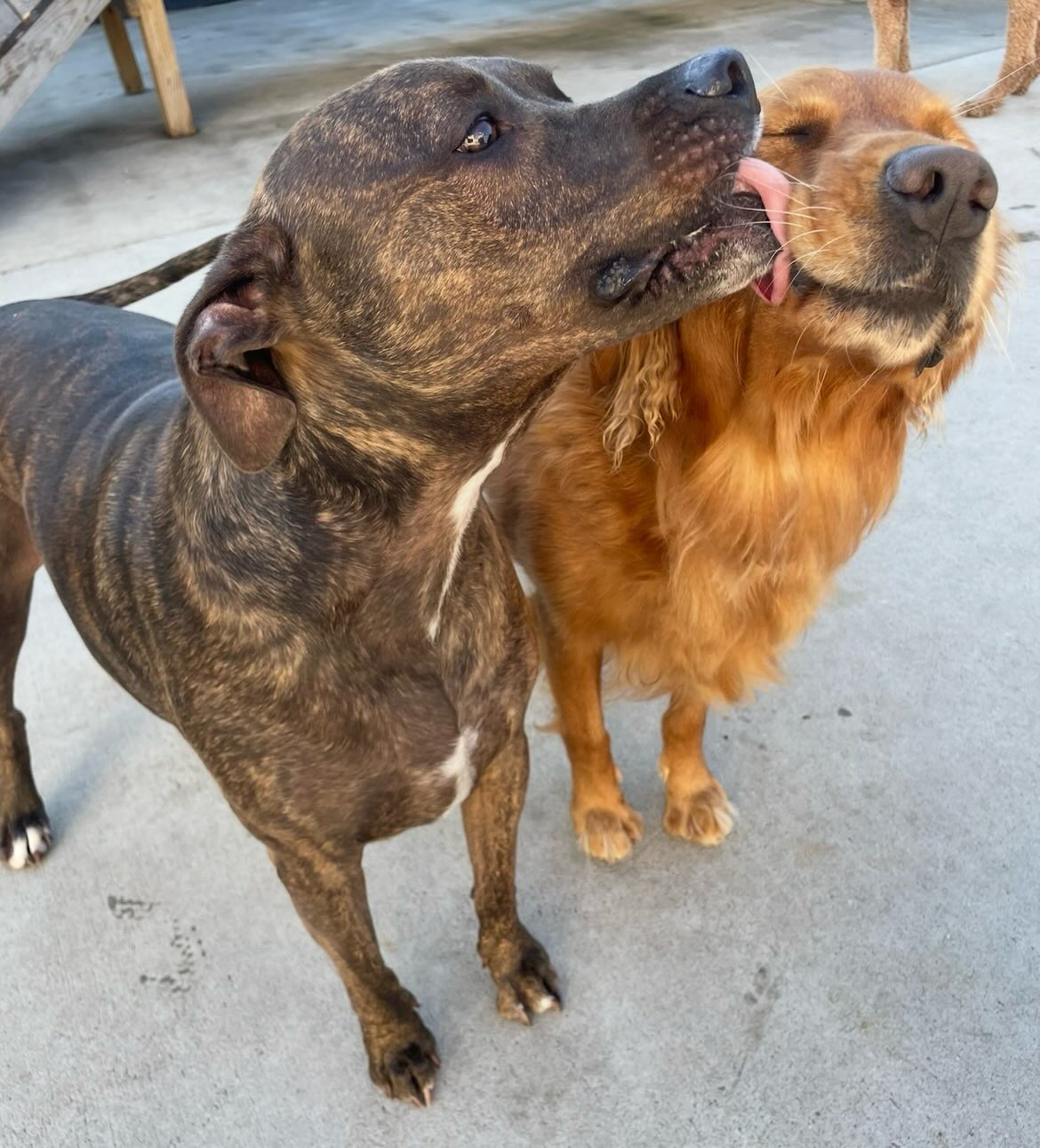 Two Parkwood friends greeting each other after play