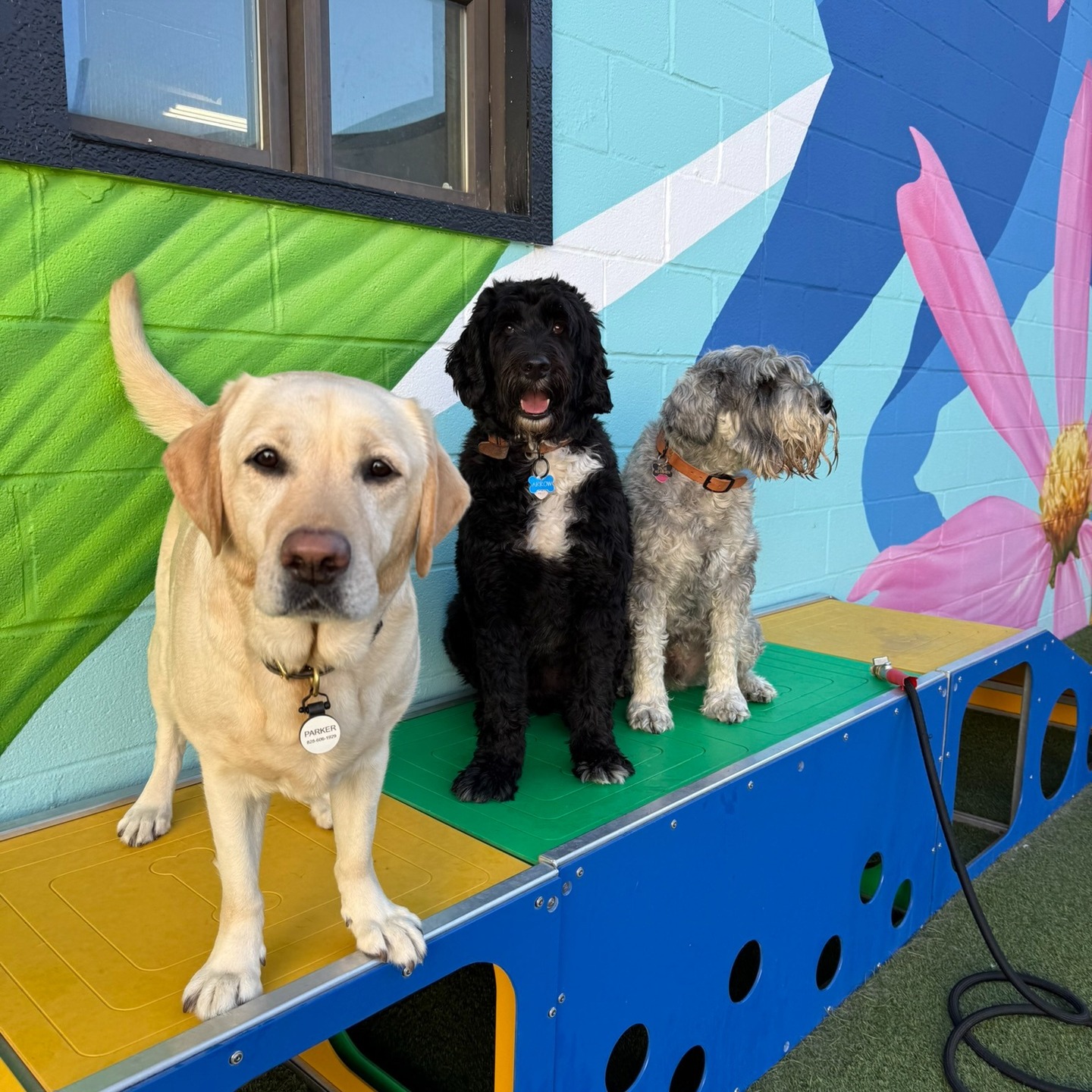 A cheerful Parkwood playgroup enjoying the yard together