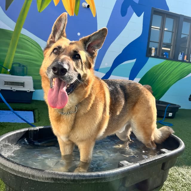 A shepherd enjoying the pool at Parkwood