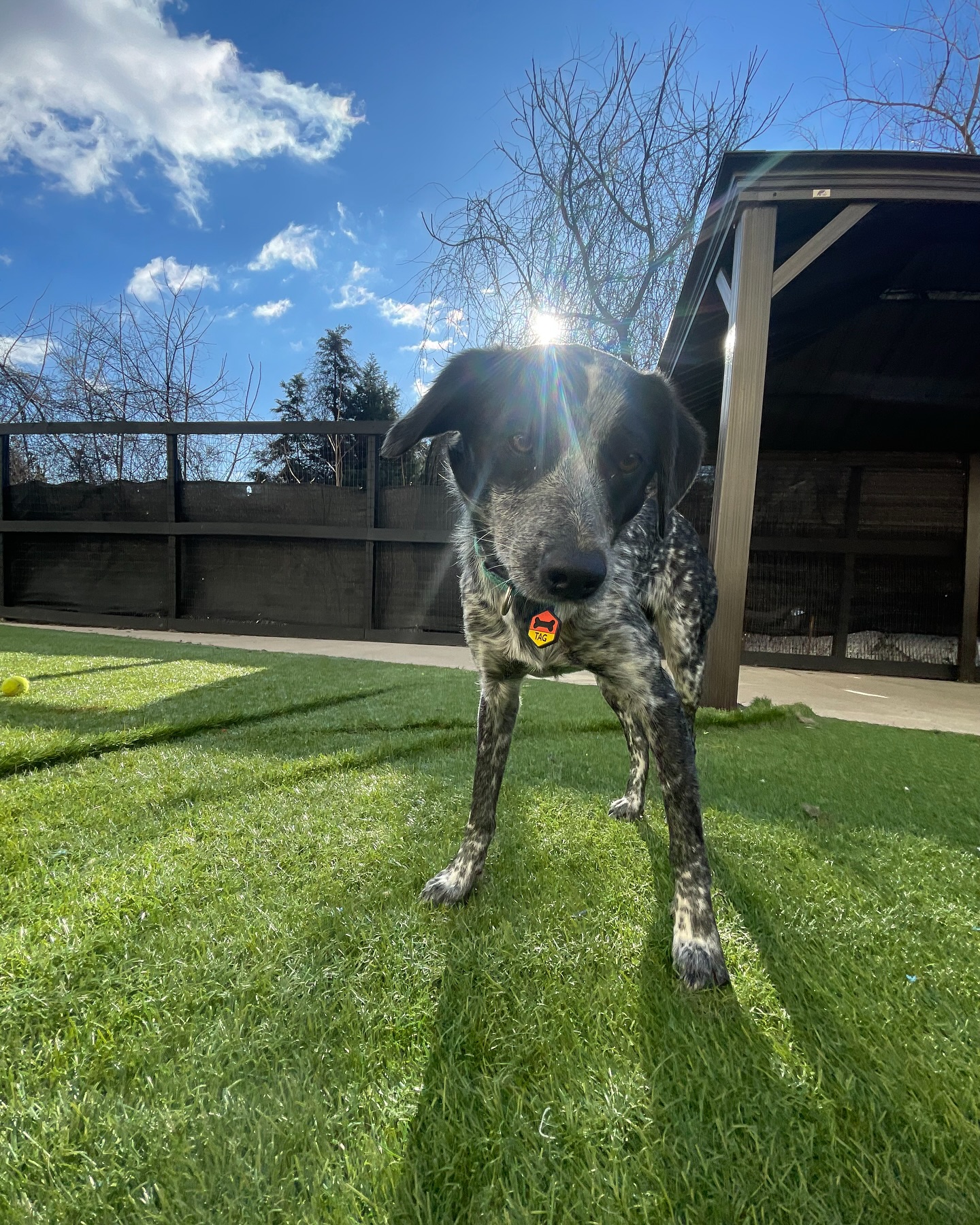 A speckled dog carrying a favorite ball across the Parkwood West yard