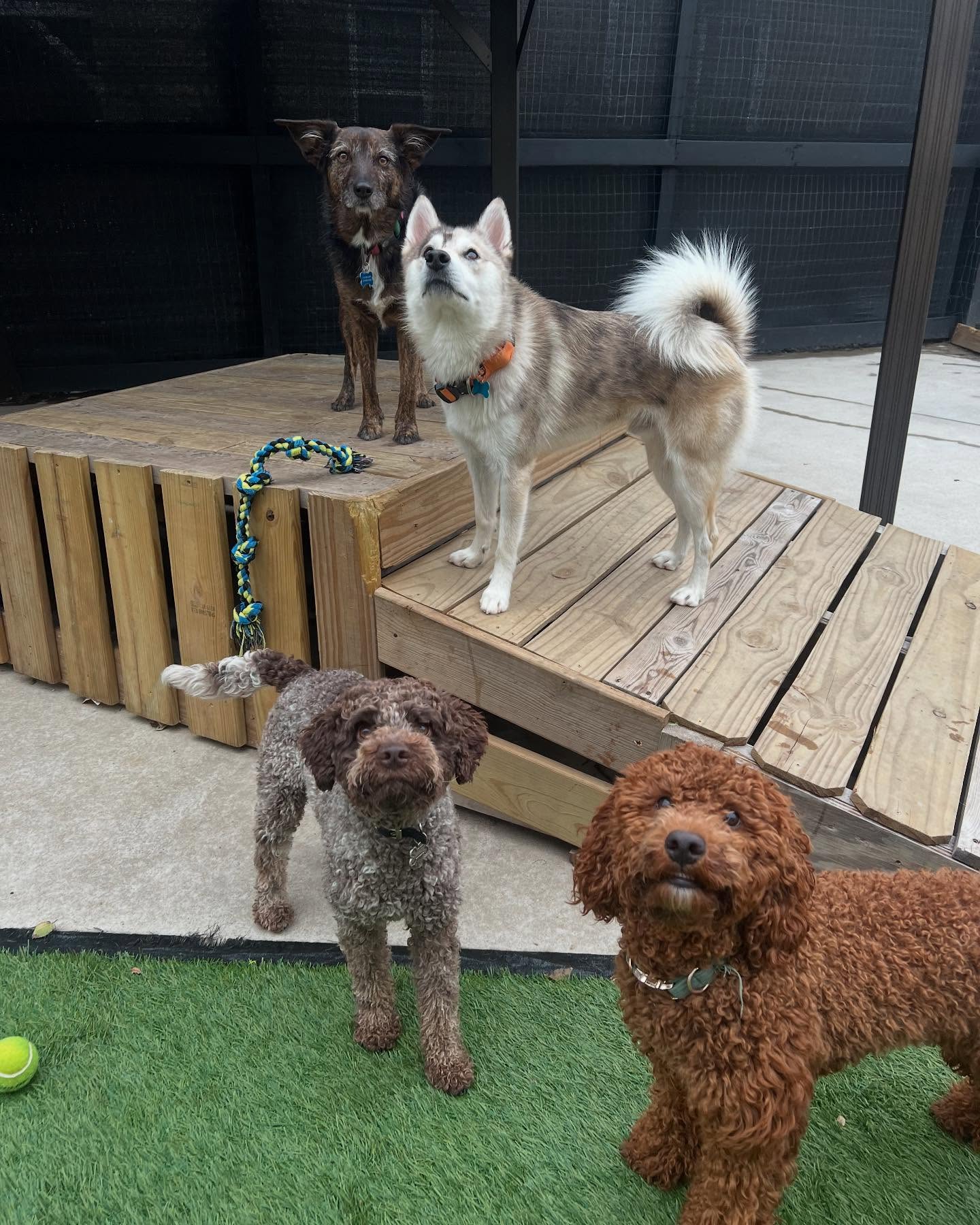 Dog friends gathered around the Parkwood West play deck