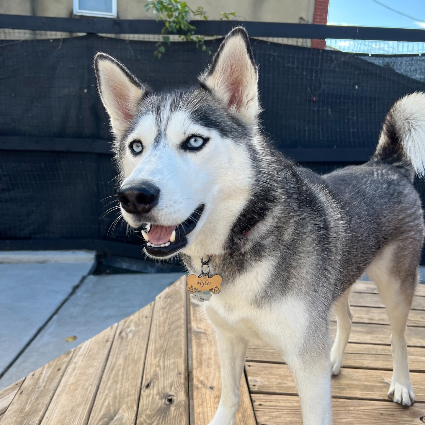 A blue-eyed husky enjoying the deck at Parkwood West