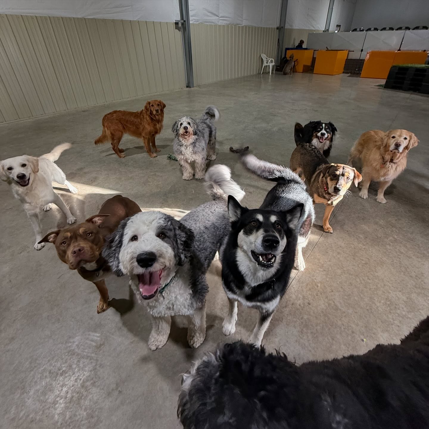 A mixed group of dogs enjoying indoor play at Parkwood West