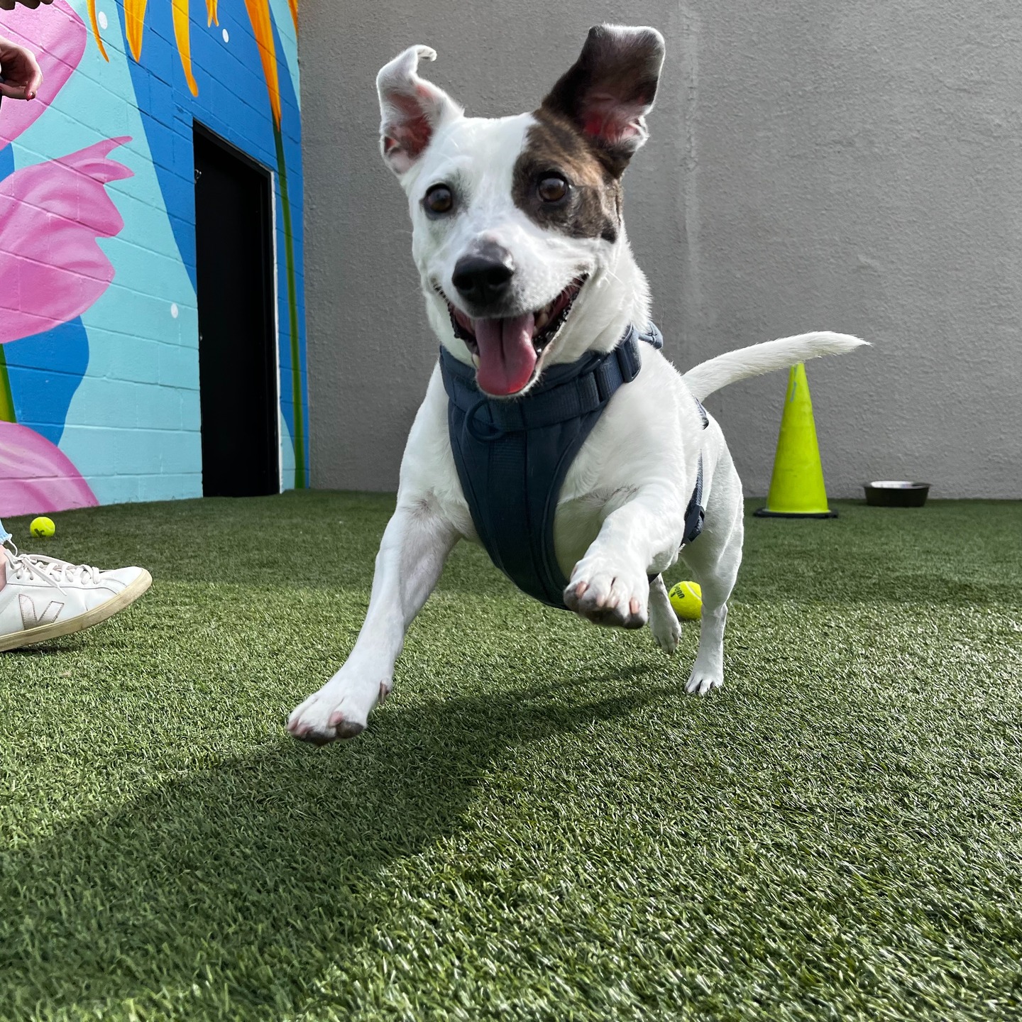 A happy dog running beside the Parkwood West mural