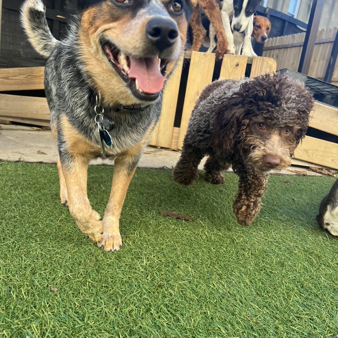 Two friends racing together in the Parkwood West yard