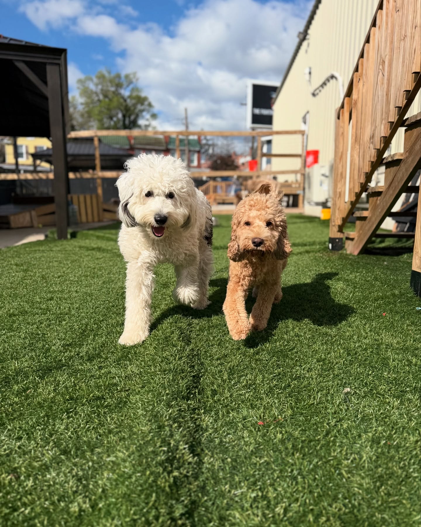 Two small friends exploring the Parkwood West yard