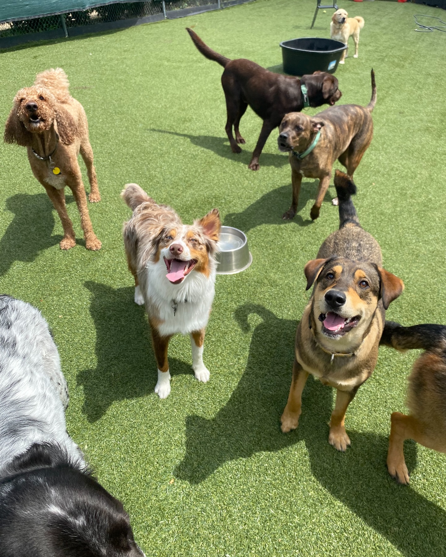 A playful group gathering in the Parkwood West yard