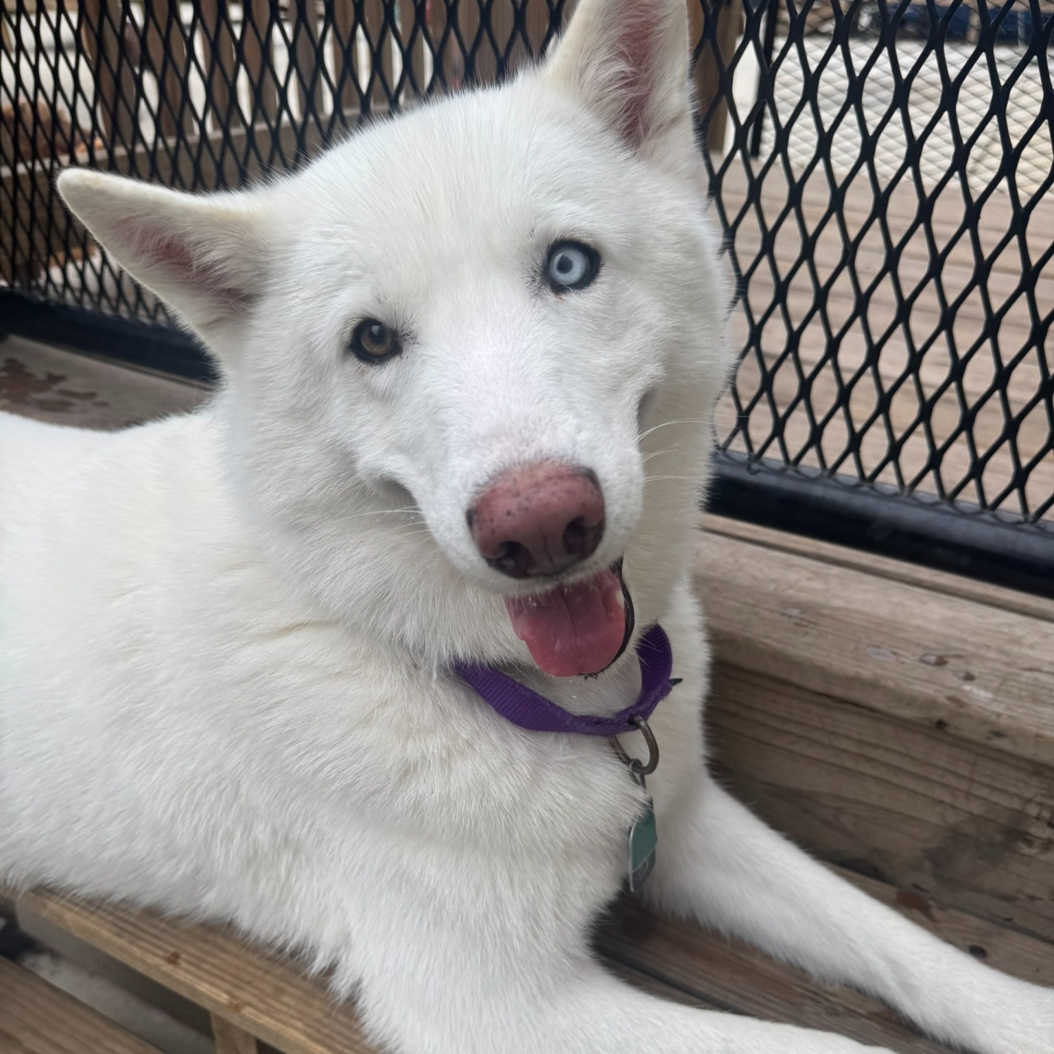 A white husky relaxing at Parkwood Pikesville