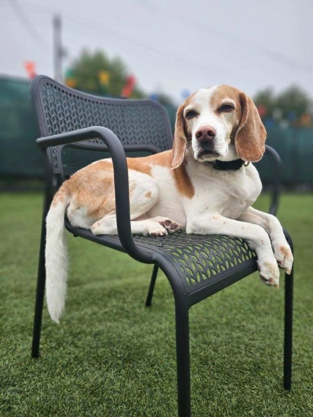 A beagle lounging in a chair on the Parkwood deck