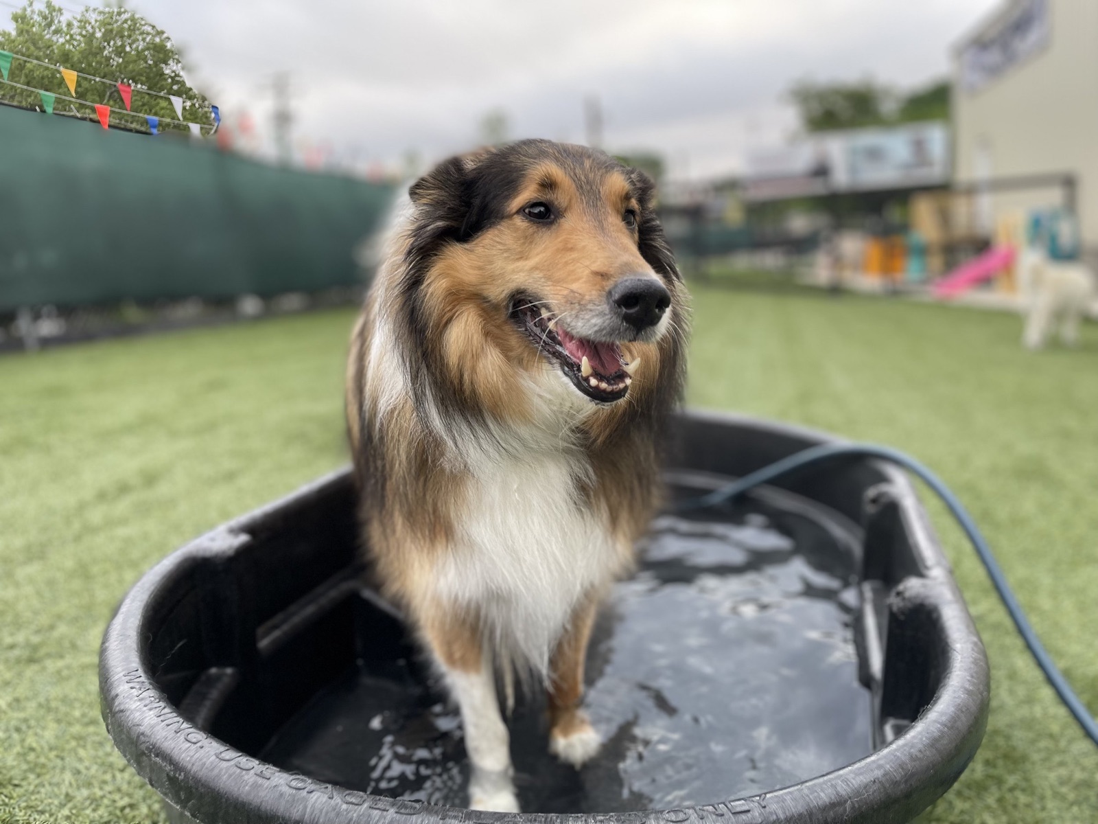A collie standing in a splash pool on a Parkwood play day