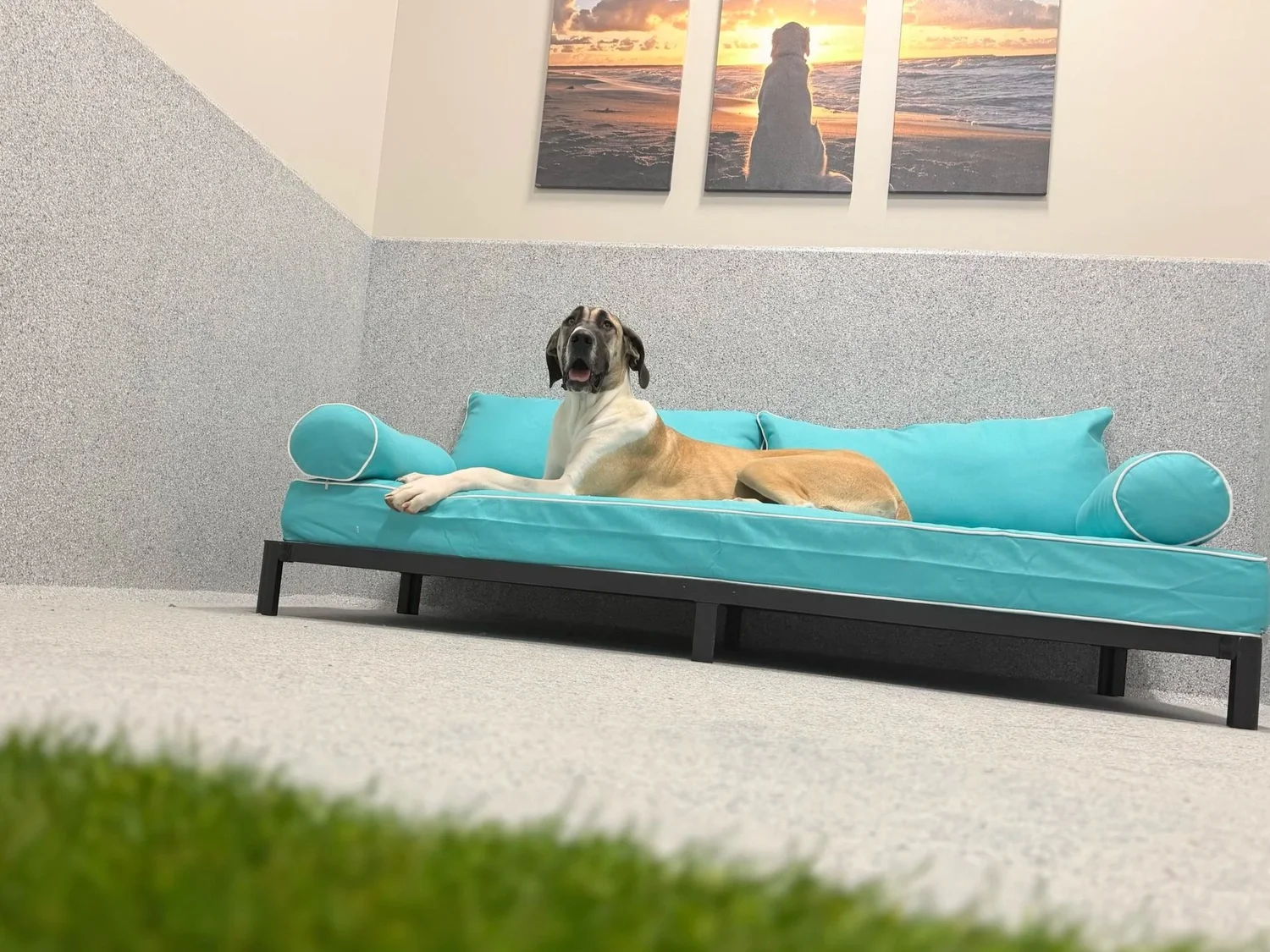 A dog relaxing in a private room at Parkwood Pikesville