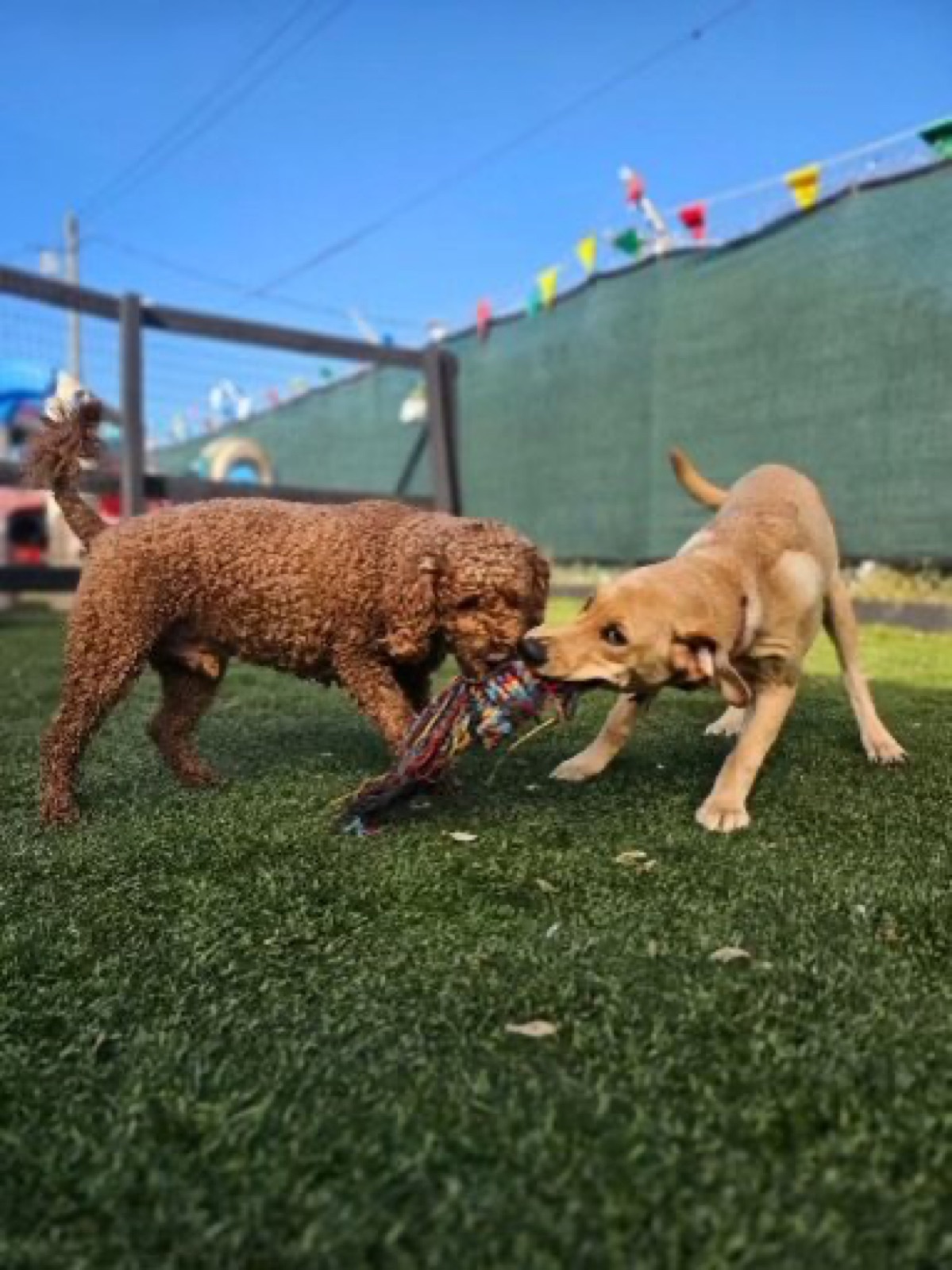 Two dogs wrestling on the turf during supervised play