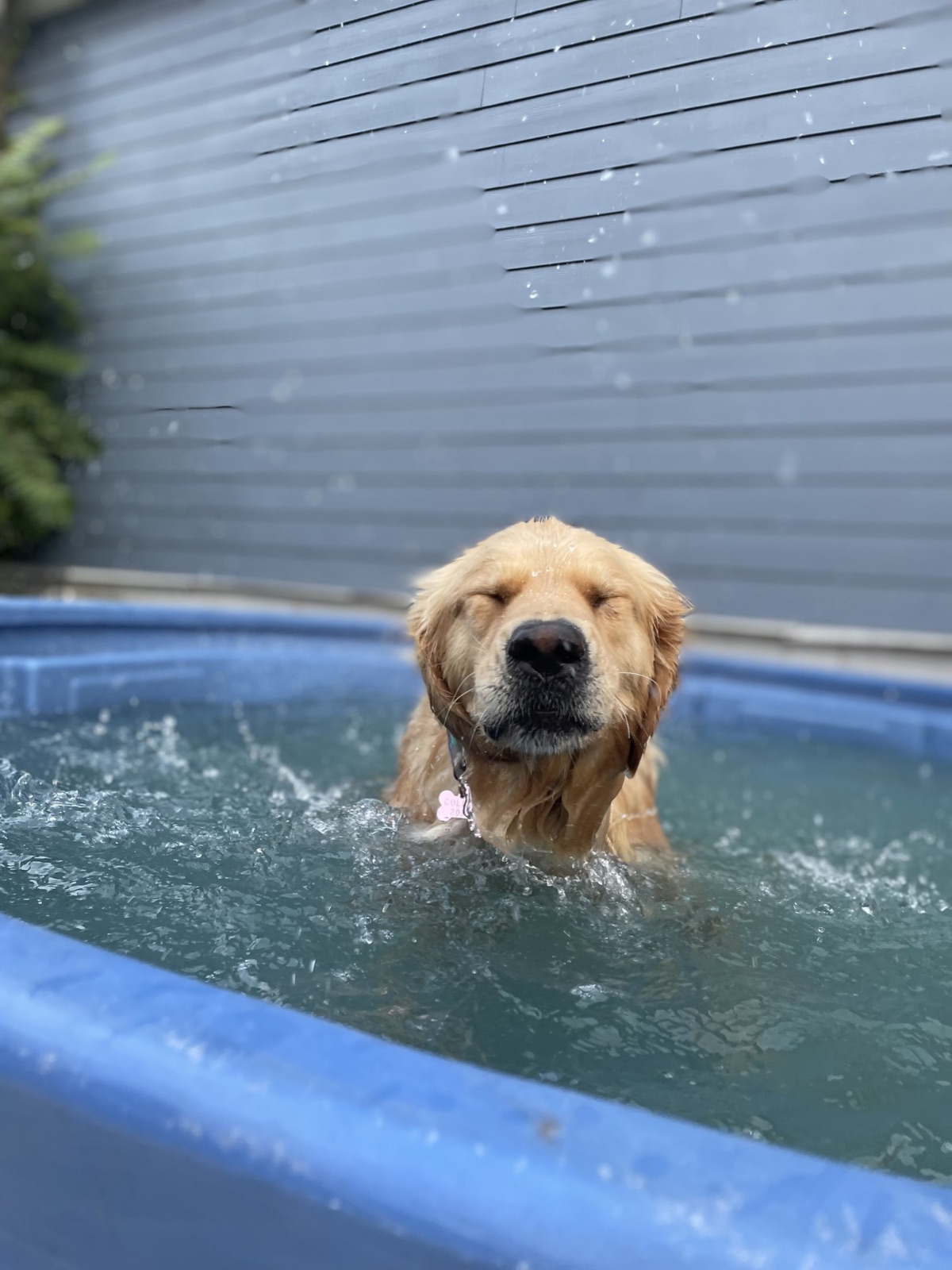 A golden retriever cooling off in a splash pool