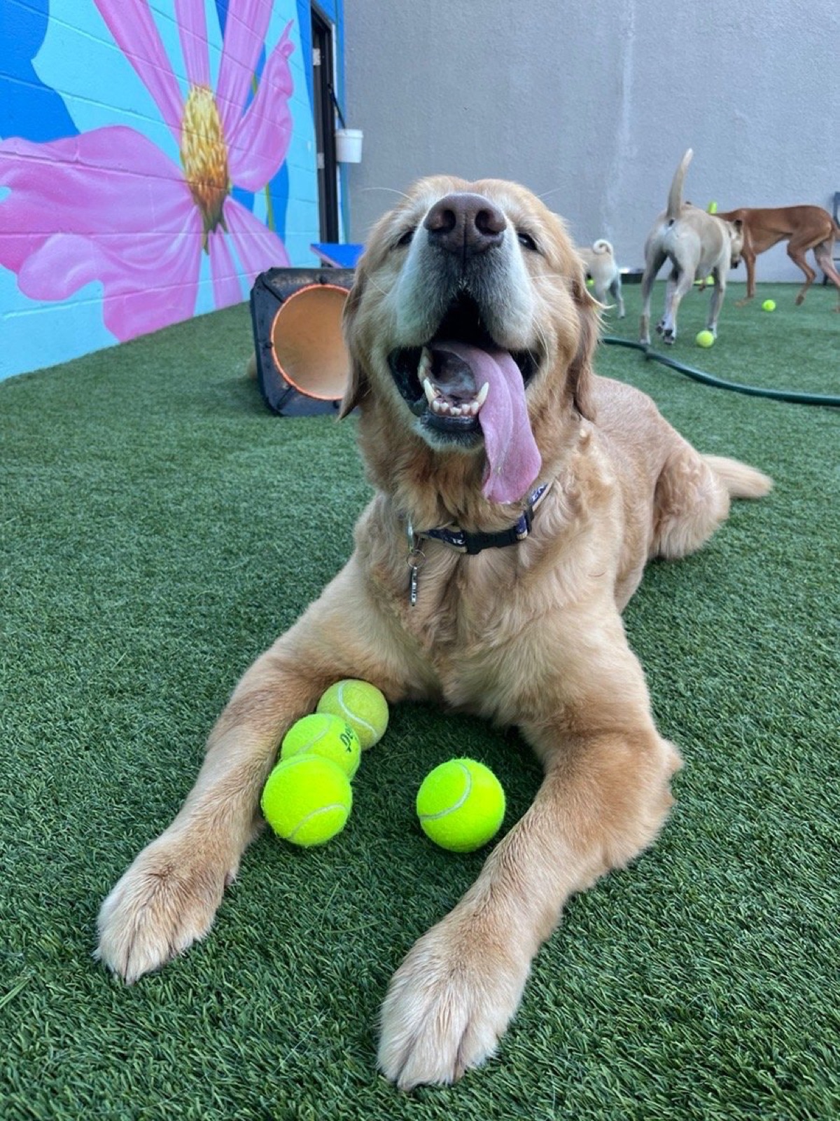 A golden retriever with a pile of tennis balls on the turf