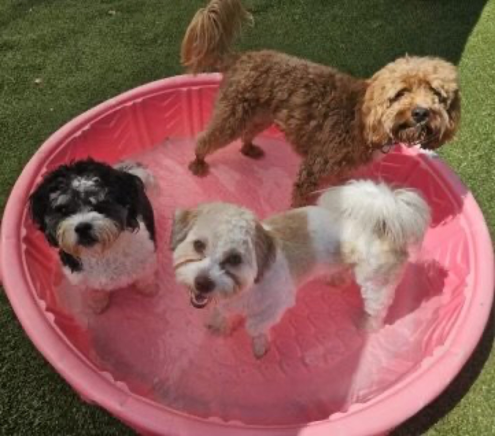 Three small dogs sharing a pink splash pool at Parkwood