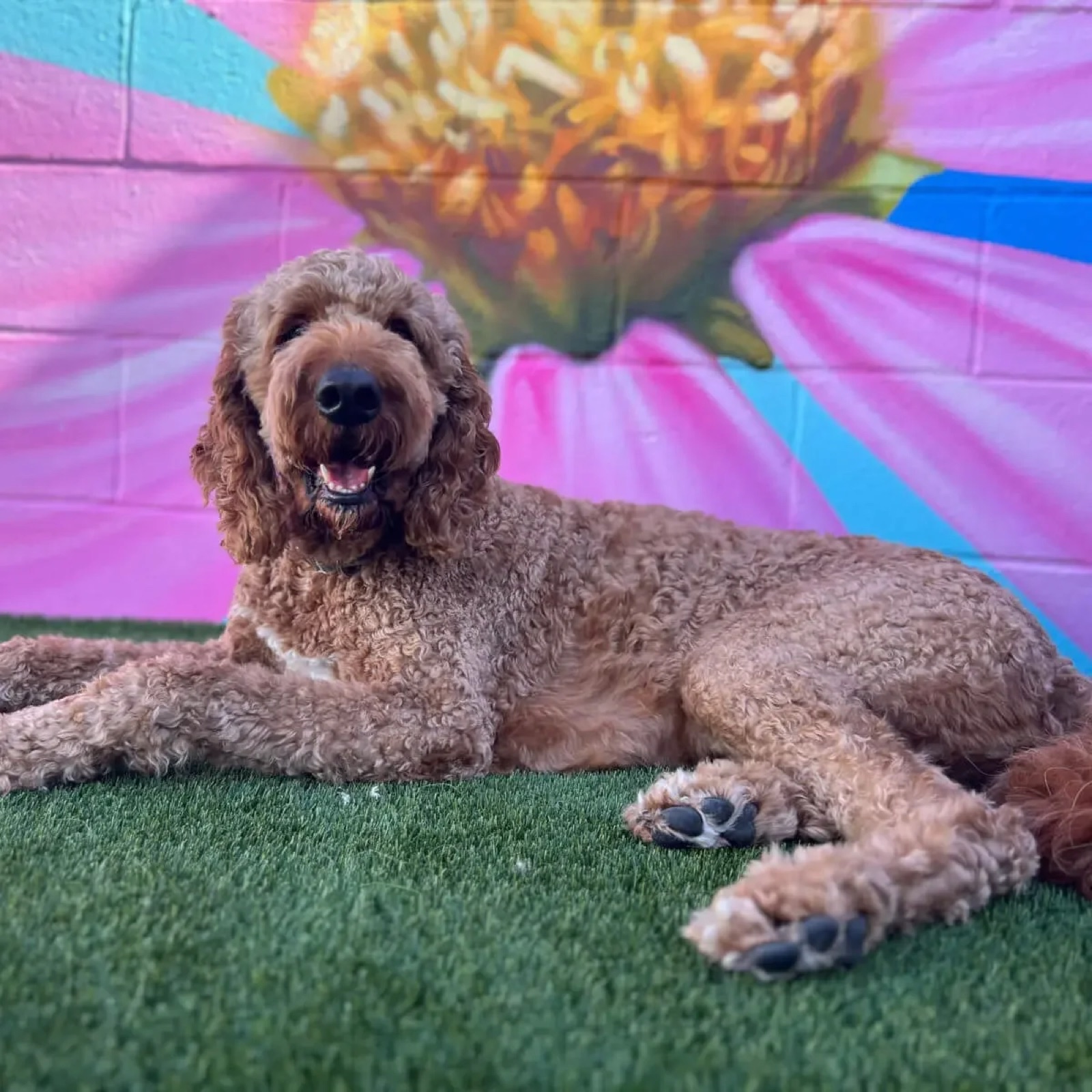 A doodle lounging in front of the Parkwood mural