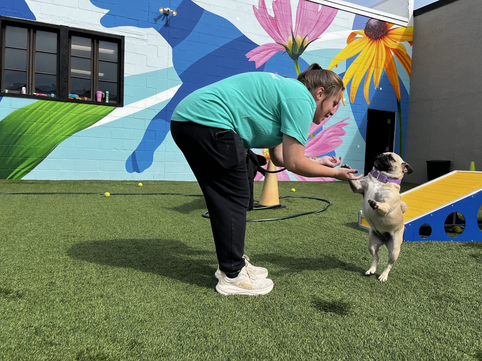 A Parkwood team member guiding a pug over an agility hurdle