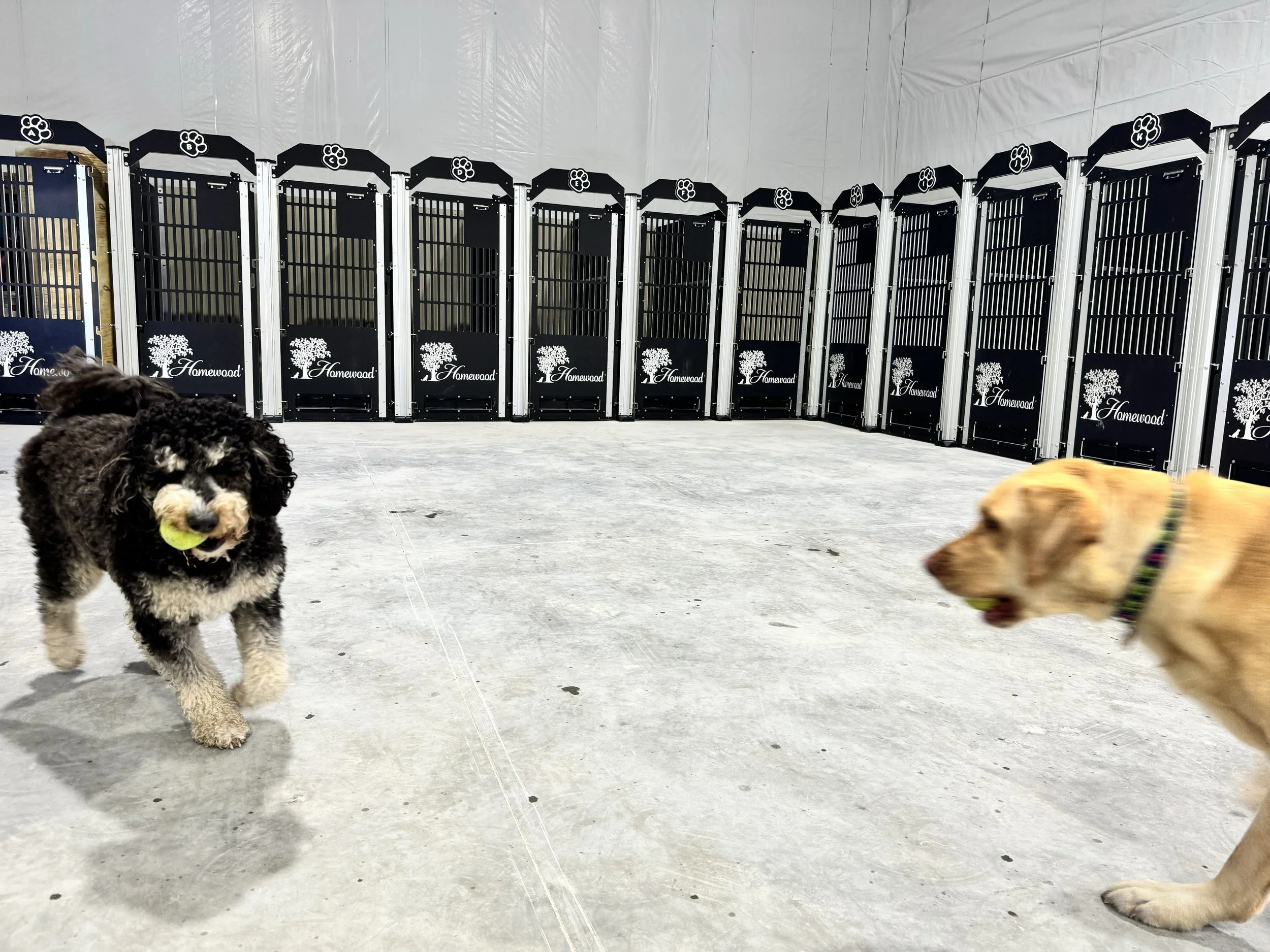 Dogs playing beside the original Homewood cabins at Parkwood West